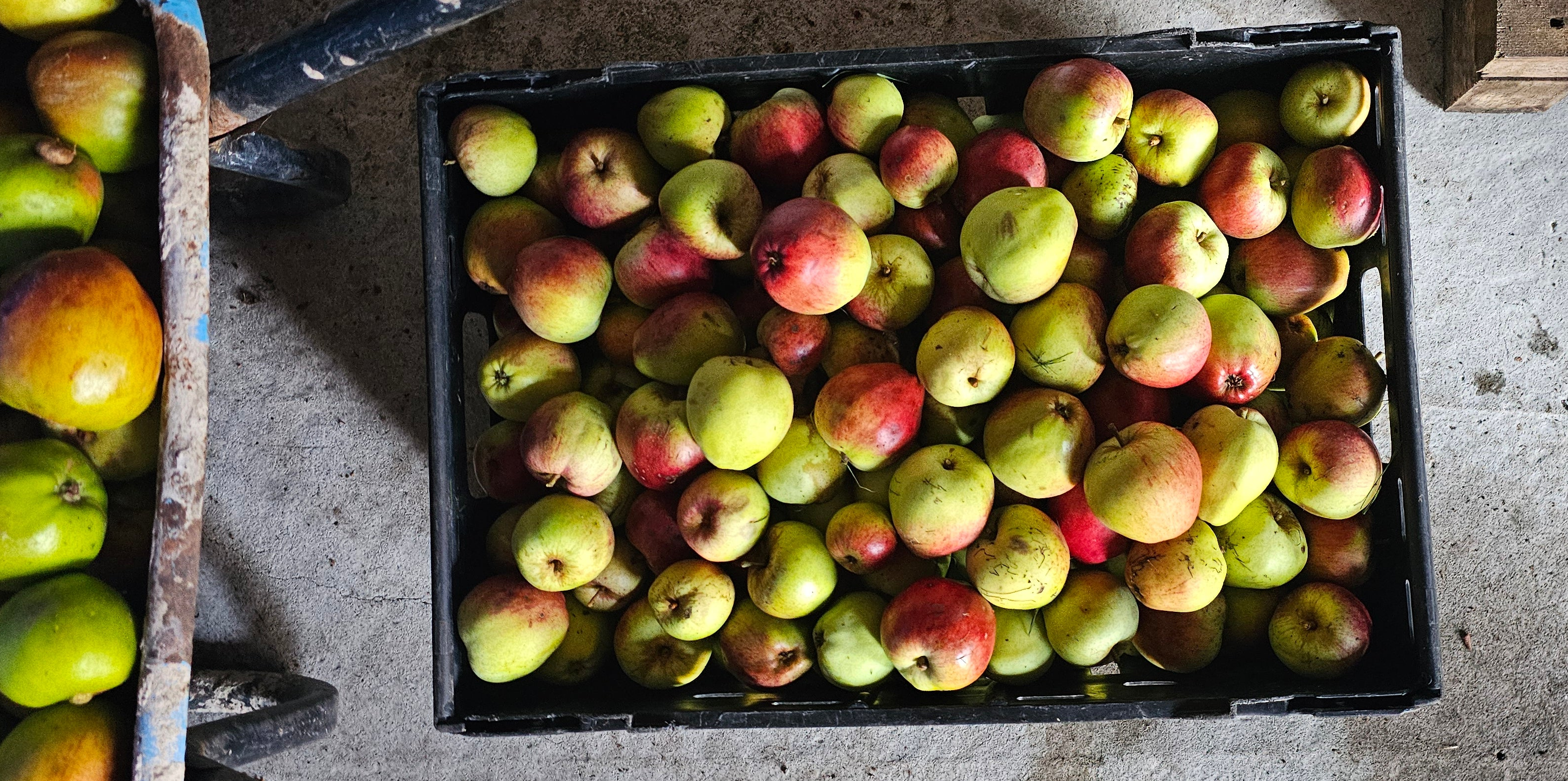 D2B // Trade Apple Pie Soda x 12 inc. VAT