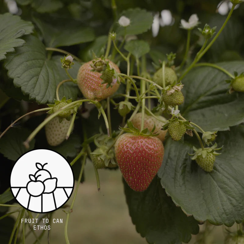 D2B // Trade Strawberry x 12 inc. VAT