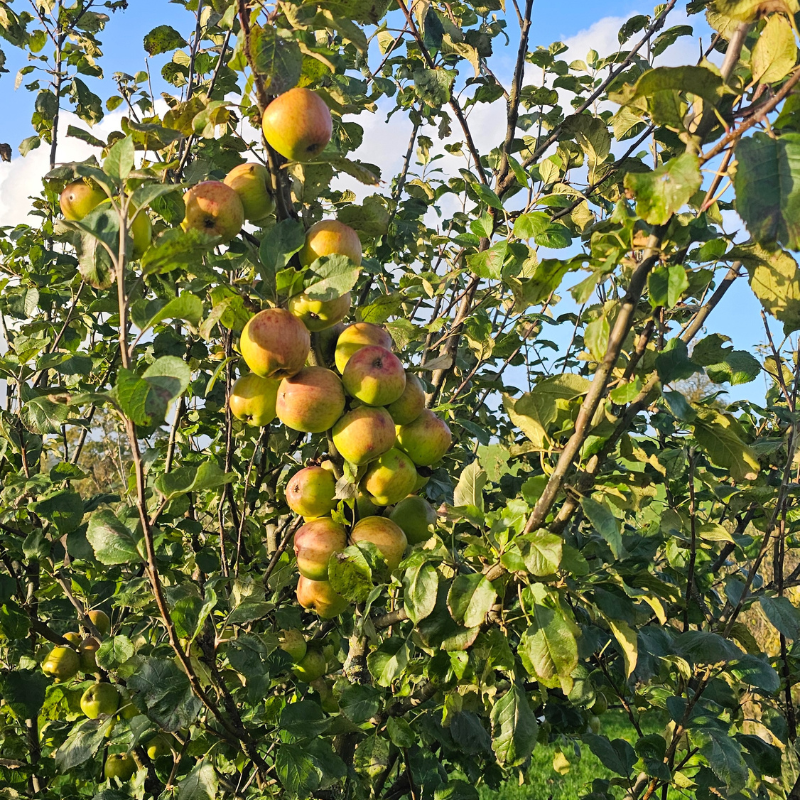 D2B // Trade Apple Pie Soda x 12 inc. VAT