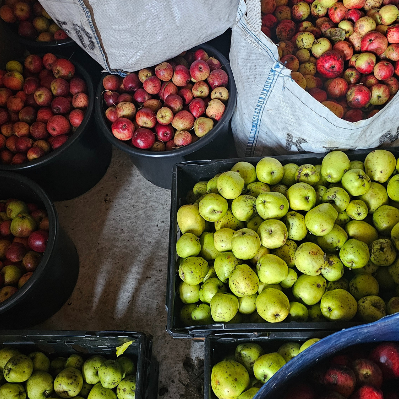 D2B // Trade Apple Pie Soda x 12 inc. VAT